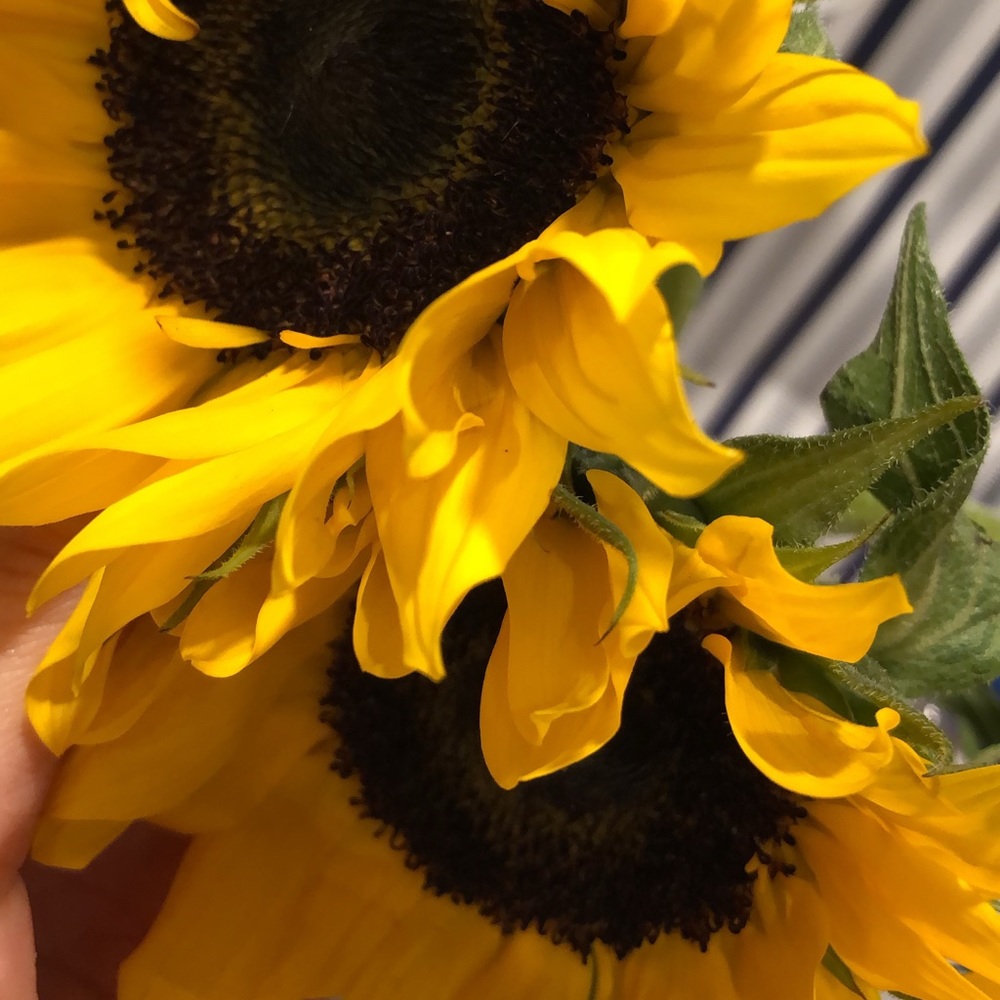 Meet your Posher, Lulu